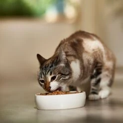 9 Lives Hearty Cuts With Real Turkey In Gravy Canned Cat Food -PurePet Bites Shop 100279 PT3. AC SS1800 V1682710723