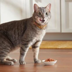 Meow Mix Savory Morsels Seafood Favorites Variety Pack Cat Food Trays -PurePet Bites Shop 100289 PT5. AC SS1800 V1670940409