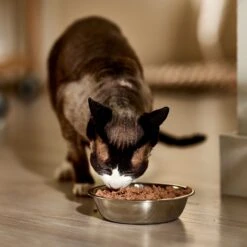 9 Lives Meaty Pate Seafood Platter Canned Cat Food -PurePet Bites Shop 100294 PT3. AC SS1800 V1682710716