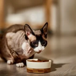 9 Lives Meaty Favorites Variety Pack Canned Cat Food -PurePet Bites Shop 100311 PT4. AC SS1800 V1682710674