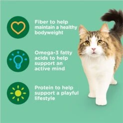 Rachael Ray Nutrish Indoor Complete Chicken With Lentils & Salmon Recipe Natural Dry Cat Food -PurePet Bites Shop 108512 PT4. AC SS1800 V1691768642