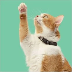 Rachael Ray Nutrish Indoor Complete Chicken With Lentils & Salmon Recipe Natural Dry Cat Food -PurePet Bites Shop 108512 PT5. AC SS1800 V1691768520