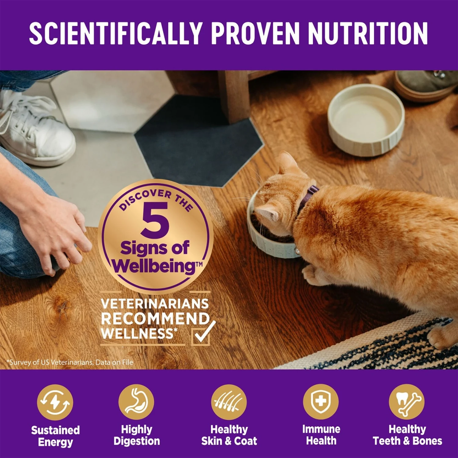 Wellness Complete Health Natural Grain-Free Deboned Chicken & Chicken Meal Dry Kitten Food 6 Wellness Complete Health Natural Grain-Free Deboned Chicken & Chicken Meal Dry Kitten Food - Image 4