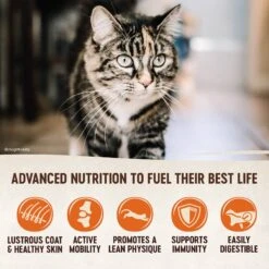 Wellness CORE Grain-Free Indoor Formula Dry Cat Food -PurePet Bites Shop 119567 PT3. AC SS1800 V1636554684
