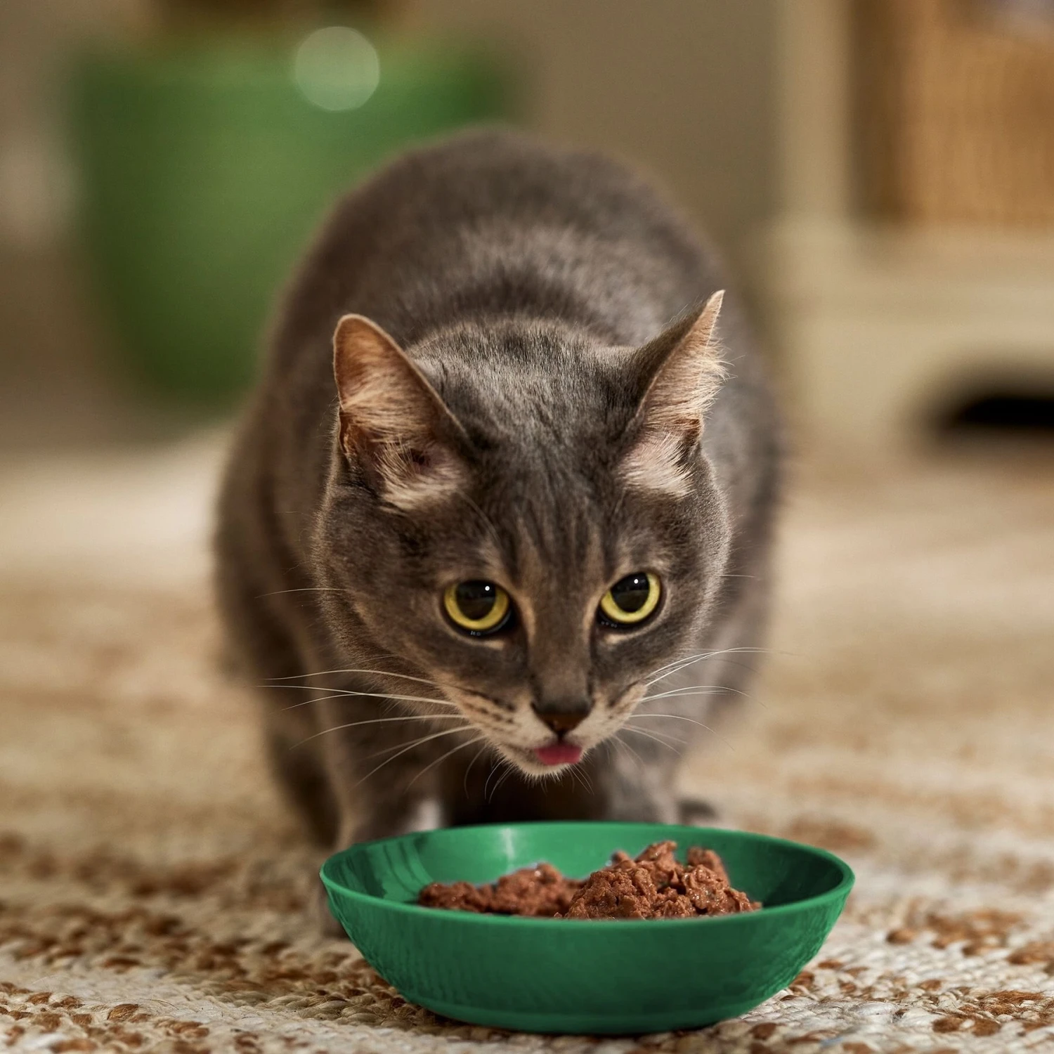 Iams Perfect Portions Indoor Grain-Free Salmon & Turkey Recipe Pate Variety Pack Adult Wet Cat Food Trays 5 Iams Perfect Portions Indoor Grain-Free Salmon & Turkey Recipe Pate Variety Pack Adult Wet Cat Food Trays - Image 3