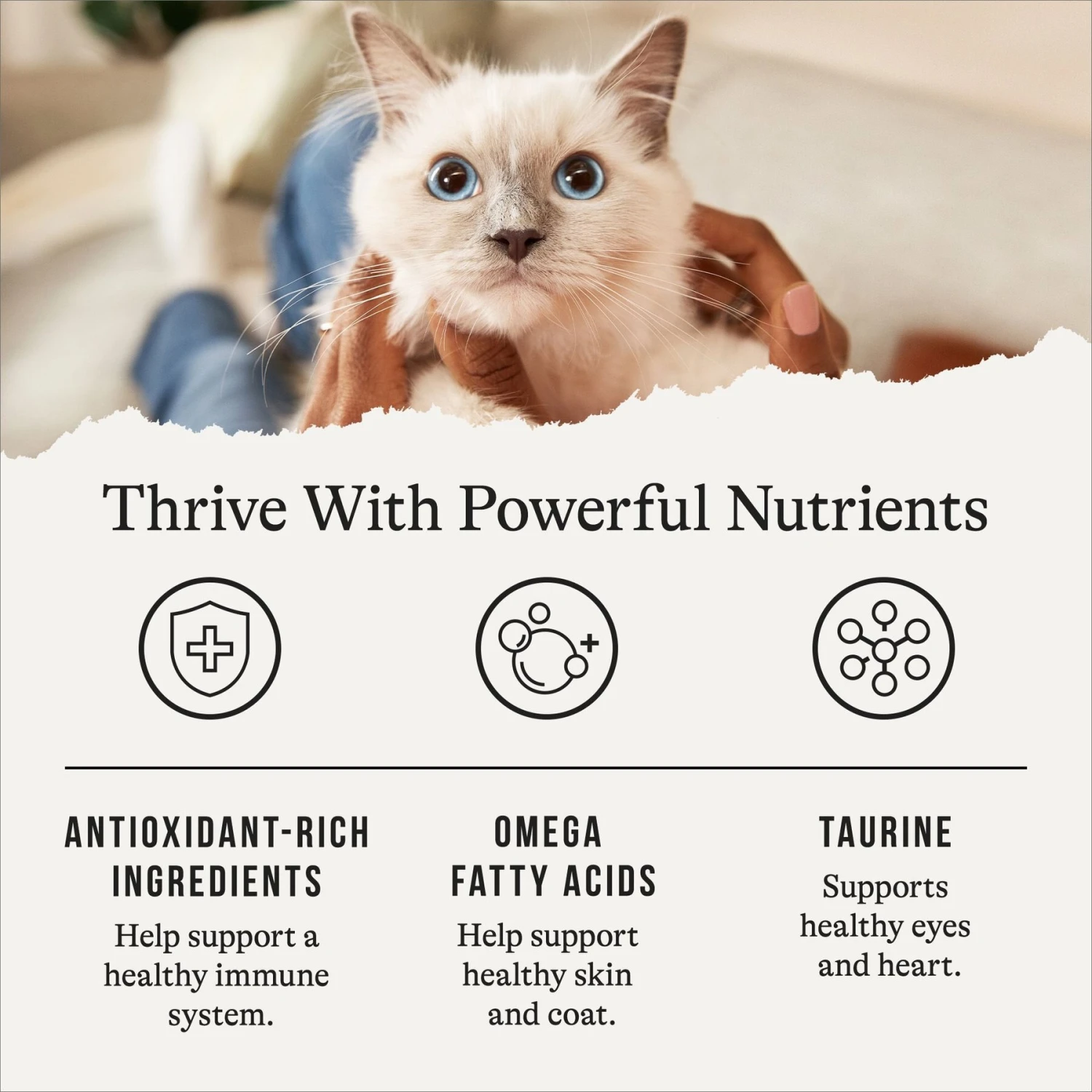 American Journey Turkey & Chicken Recipe Grain-Free Dry Cat Food 7 American Journey Turkey & Chicken Recipe Grain-Free Dry Cat Food - Image 5