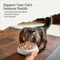 American Journey Pate Chicken Recipe Grain-Free Canned Cat Food -PurePet Bites Shop 133925 PT1. AC SS1800 V1668631340