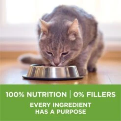 Purina ONE +Plus Indoor Advantage With Real Turkey Natural Adult Dry Cat Food -PurePet Bites Shop 140297 PT6. AC SS1800 V1677528915