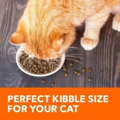 Iams ProActive Health Salmon Recipe Adult Dry Cat Food -PurePet Bites Shop 148007 PT3. AC SS1800 V1609948113