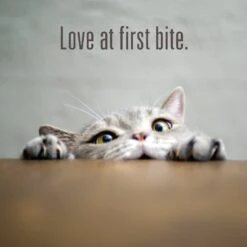 Meat Mates Lamb Freeze-Dried Raw Cat Treats 19 Meat Mates Lamb Freeze-Dried Raw Cat Treats -PurePet Bites Shop 153831 PT8. AC SS1800 V1541011244