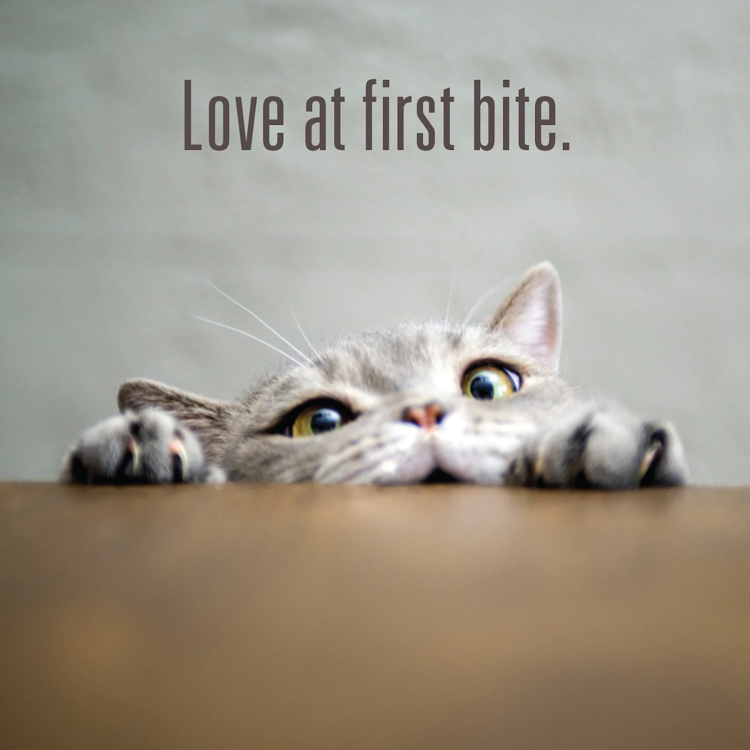 Meat Mates Lamb Freeze-Dried Raw Cat Treats 11 Meat Mates Lamb Freeze-Dried Raw Cat Treats - Image 9