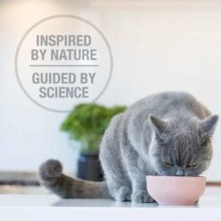 Feline Natural Lamb & King Salmon Feast Grain-Free Freeze-Dried Cat Food -PurePet Bites Shop 157144 PT4. AC SS1800 V1692132469