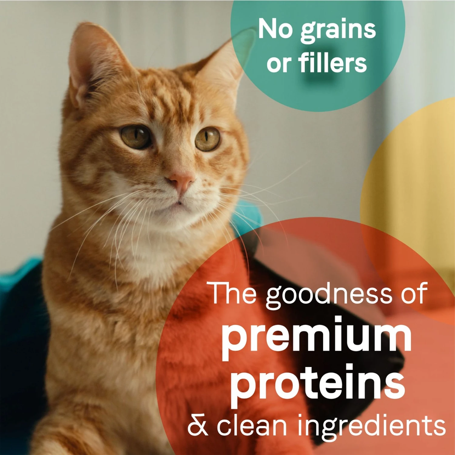 CANIDAE Adore Grain-Free Salmon & Whitefish In Broth Canned Cat Food 7 CANIDAE Adore Grain-Free Salmon & Whitefish In Broth Canned Cat Food - Image 5