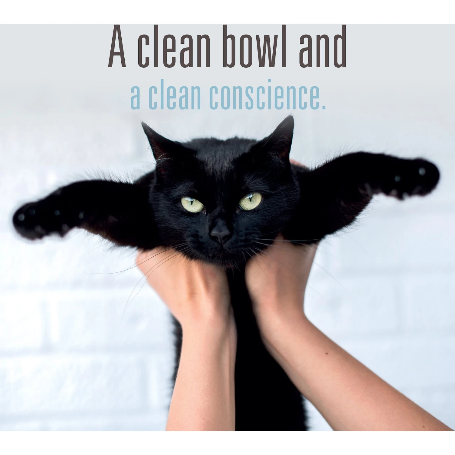 Meat Mates Lamb Dinner Grain-Free Freeze-Dried Cat Food 10 Meat Mates Lamb Dinner Grain-Free Freeze-Dried Cat Food - Image 8