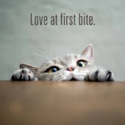 Meat Mates Lamb Dinner Grain-Free Freeze-Dried Cat Food 19 Meat Mates Lamb Dinner Grain-Free Freeze-Dried Cat Food -PurePet Bites Shop 159693 PT8. AC SS1800 V1551393441