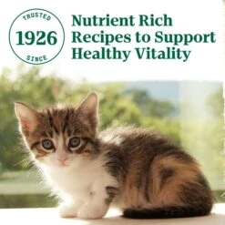 Nutro Wholesome Essentials Chicken & Brown Rice Recipe Kitten Dry Cat Food -PurePet Bites Shop 175960 PT6. AC SS1800 V1702665940