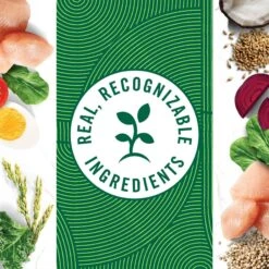 Nutro Wholesome Essentials Chicken & Brown Rice Recipe Kitten Dry Cat Food -PurePet Bites Shop 175960 PT7. AC SS1800 V1702665978