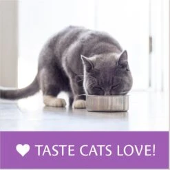 Atta Cat Chicken & Salmon Flavor Dry Cat Food 19 Atta Cat Chicken & Salmon Flavor Dry Cat Food -PurePet Bites Shop 196201 PT8. AC SS1800 V1612827723