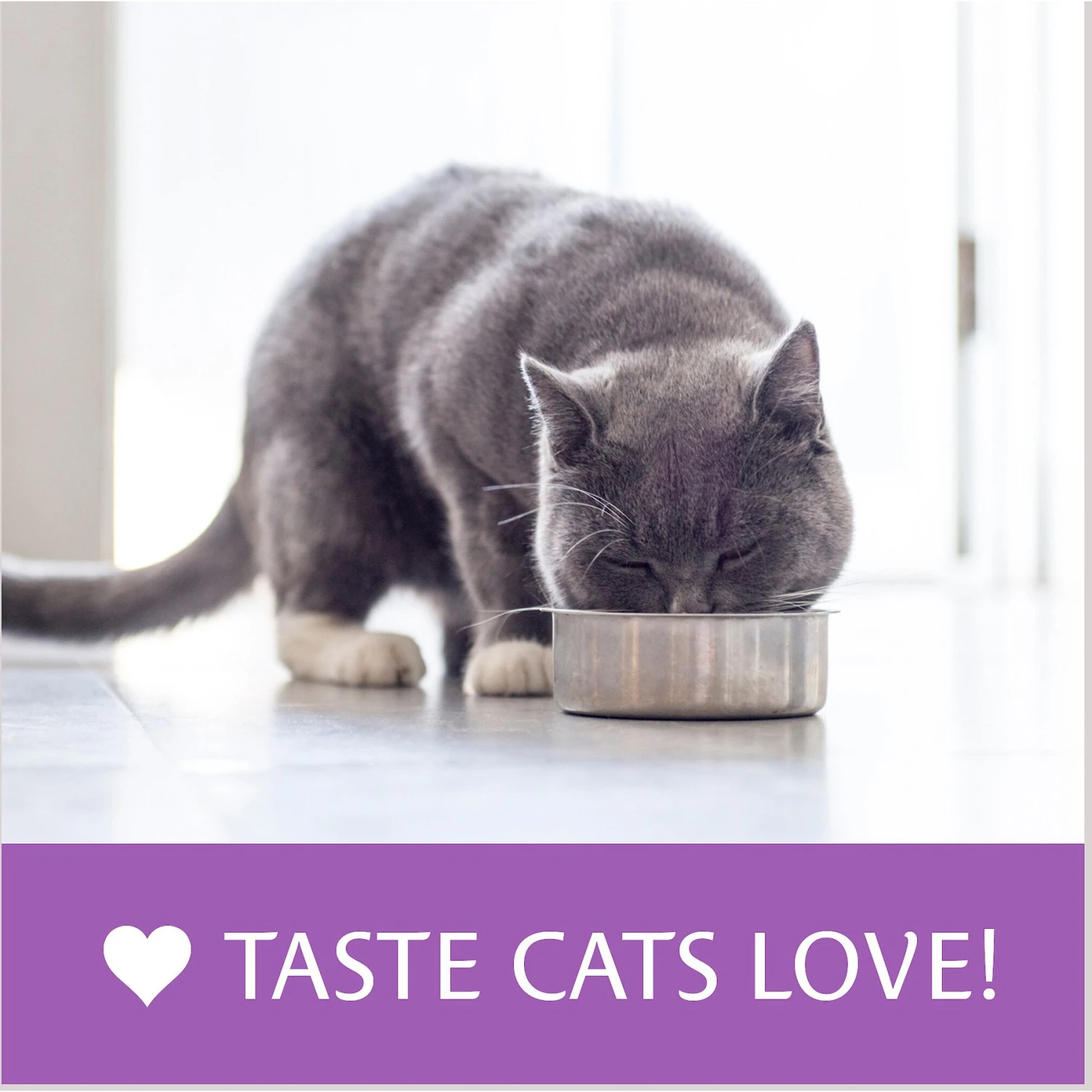 Atta Cat Chicken & Salmon Flavor Dry Cat Food 11 Atta Cat Chicken & Salmon Flavor Dry Cat Food - Image 9