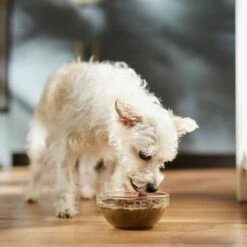 Caru Daily Dish Pumpkin Broth Human-Grade Dog & Cat Wet Food Topper, 1.1-lb Bottle 13 Caru Daily Dish Pumpkin Broth Human-Grade Dog & Cat Wet Food Topper, 1.1-lb Bottle -PurePet Bites Shop 227871 PT3. AC SS1800 V1682711641