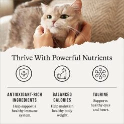 American Journey Indoor Recipe With Chicken Grain-Free Dry Cat Food, 12-lb Bag 15 American Journey Indoor Recipe With Chicken Grain-Free Dry Cat Food, 12-lb Bag -PurePet Bites Shop 243724 PT4. AC SS1800 V1668737293