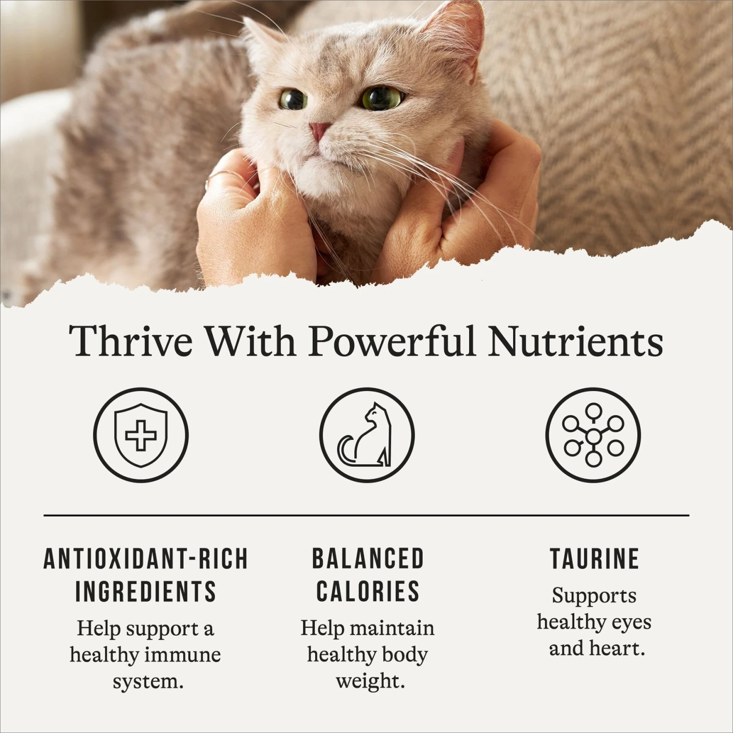 American Journey Indoor Recipe With Chicken Grain-Free Dry Cat Food, 12-lb Bag 7 American Journey Indoor Recipe With Chicken Grain-Free Dry Cat Food, 12-lb Bag - Image 5