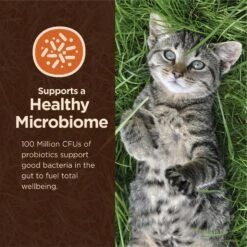 Wellness CORE Digestive Health Wholesome Grains Chicken & Rice Recipe Dry Cat Food -PurePet Bites Shop 264891 PT4. AC SS1800 V1608682654