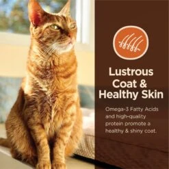 Wellness CORE Digestive Health Wholesome Grains Chicken & Rice Recipe Dry Cat Food -PurePet Bites Shop 264891 PT7. AC SS1800 V1608680255