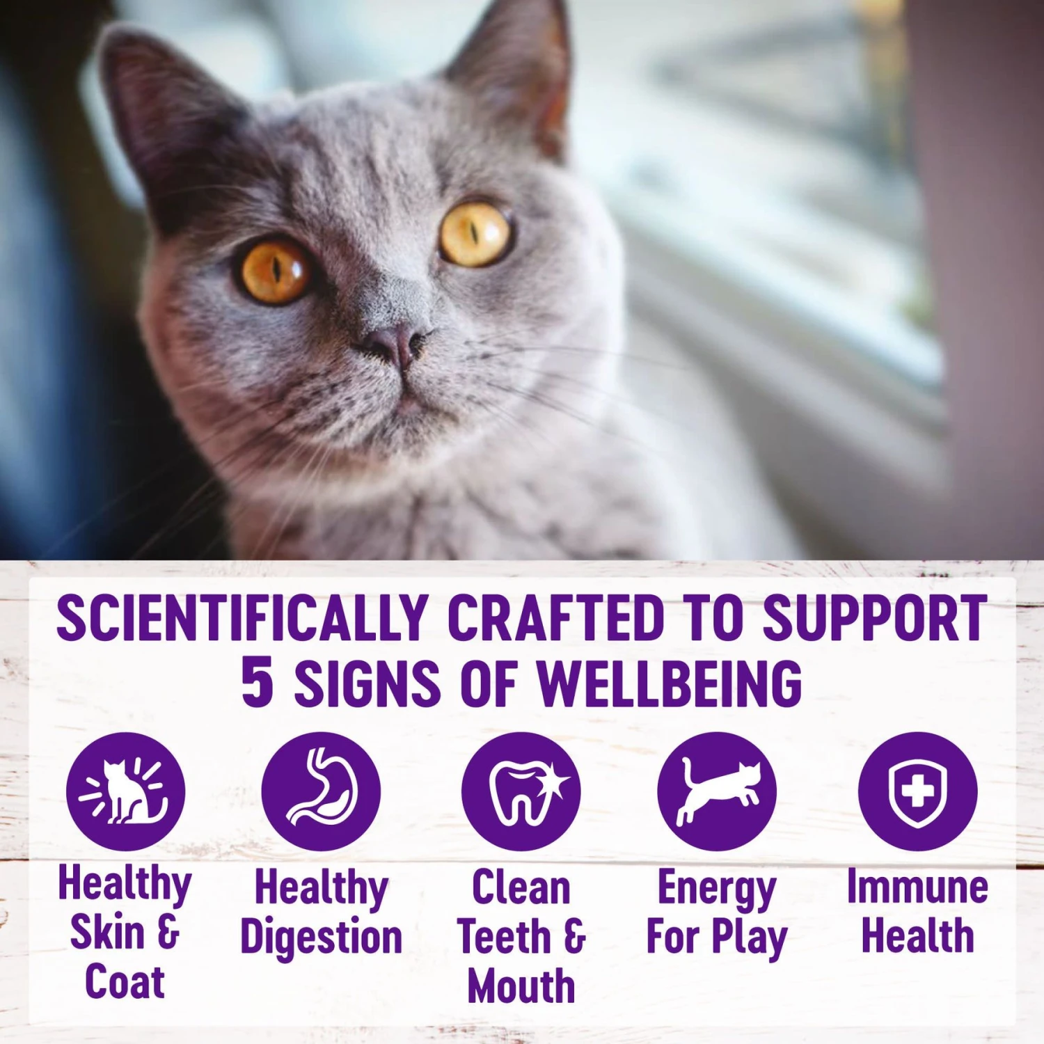 Wellness Complete Health Chicken & Rice Dry Cat Food 5 Wellness Complete Health Chicken & Rice Dry Cat Food - Image 3