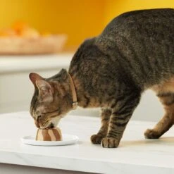 Meow Mix Tasty Layers Variety Pack Swirled Paté Cat Food, 2.75-oz Can, Case Of 12 -PurePet Bites Shop 292092 PT5. AC SS1800 V1670940401