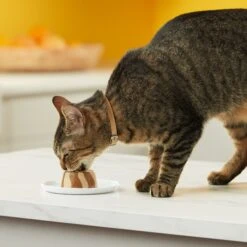 Meow Mix Tasty Layers Tuna & Whitefish Recipe Stuffed With Real Tuna Swirled Paté Cat Food, 2.75-oz Can, Case Of 12 -PurePet Bites Shop 292096 PT5. AC SS1800 V1619575024