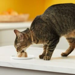 Meow Mix Tasty Layers Chicken & Turkey Recipe Stuffed With Real Chicken Swirled Paté Cat Food, 2.75-oz Can, Case Of 12 -PurePet Bites Shop 292098 PT5. AC SS1800 V1670621341