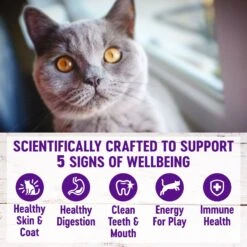 Wellness Complete Health Chicken Indoor Dry Cat Food -PurePet Bites Shop 299534 PT3. AC SS1800 V1636507384