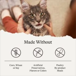 American Journey Indoor Cat Total Health Formula Chicken & Brown Rice Recipe Dry Cat Food, 15lb Bag -PurePet Bites Shop 299537 PT6. AC SS1800 V1680787062