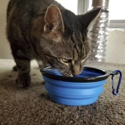 Mayday Emergency Dry Cat Food, 8-oz Bag -PurePet Bites Shop 327467 PT4. AC SS1800 V1631641012