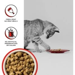 BIXBI RAWBBLE Beef Recipe Grain-Free Freeze-Dried Cat Food -PurePet Bites Shop 355132 PT2. AC SS1800 V1668735152