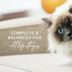 Feline Natural Chicken Feast Grain-Free Canned Cat Food -PurePet Bites Shop 363949 PT5. AC SS1800 V1643678223