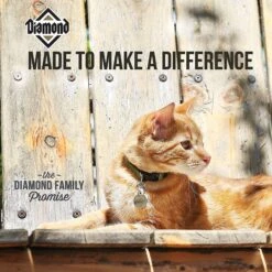 Diamond Maintenance Formula Adult Dry Cat Food -PurePet Bites Shop 59941 PT4. AC SS1800 V1641253623
