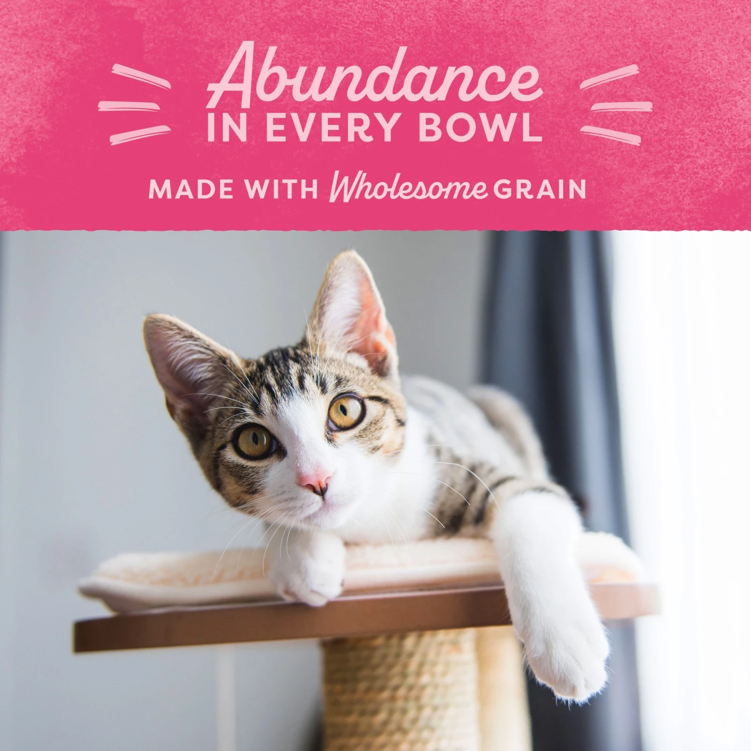 Natural Balance Fat Cats With Chicken Meal, Salmon Meal, Garbanzo Beans, Peas & Oatmeal Dry Cat Food 6 Natural Balance Fat Cats With Chicken Meal, Salmon Meal, Garbanzo Beans, Peas & Oatmeal Dry Cat Food - Image 4