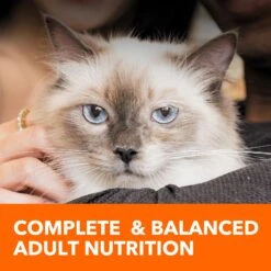 Iams ProActive Health Adult Hairball Care With Chicken & Salmon Dry Cat Food -PurePet Bites Shop 62991 PT7. AC SS1800 V1609949566