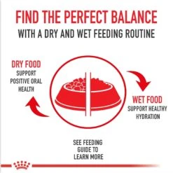 Royal Canin Feline Breed Nutrition Ragdoll Adult Dry Cat Food, 7-lb Bag -PurePet Bites Shop 70383 PT2. AC SS1800 V1696345453