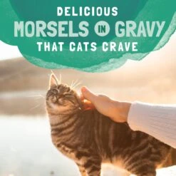 Natural Balance Platefulls Chicken & Pumpkin Formula In Gravy Grain-Free Cat Food Pouches -PurePet Bites Shop 76554 PT7. AC SS1800 V1675712695