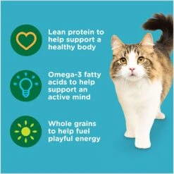 Rachael Ray Nutrish Natural Salmon & Brown Rice Recipe Dry Cat Food 15 Rachael Ray Nutrish Natural Salmon & Brown Rice Recipe Dry Cat Food -PurePet Bites Shop 77990 PT4. AC SS1800 V1691768521