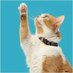 Rachael Ray Nutrish Natural Salmon & Brown Rice Recipe Dry Cat Food 16 Rachael Ray Nutrish Natural Salmon & Brown Rice Recipe Dry Cat Food -PurePet Bites Shop 77990 PT5. AC SS1800 V1691768522