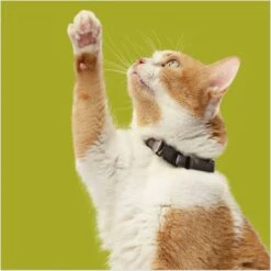 Rachael Ray Nutrish Natural Chicken & Brown Rice Recipe Dry Cat Food -PurePet Bites Shop 77993 PT6. AC SS1800 V1691768521