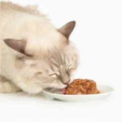 Catit Dinner Chicken With Salmon & Carrot Cat Wet Food, 2.8-oz Can -PurePet Bites Shop 781774 PT2. AC SS1800 V1677076294