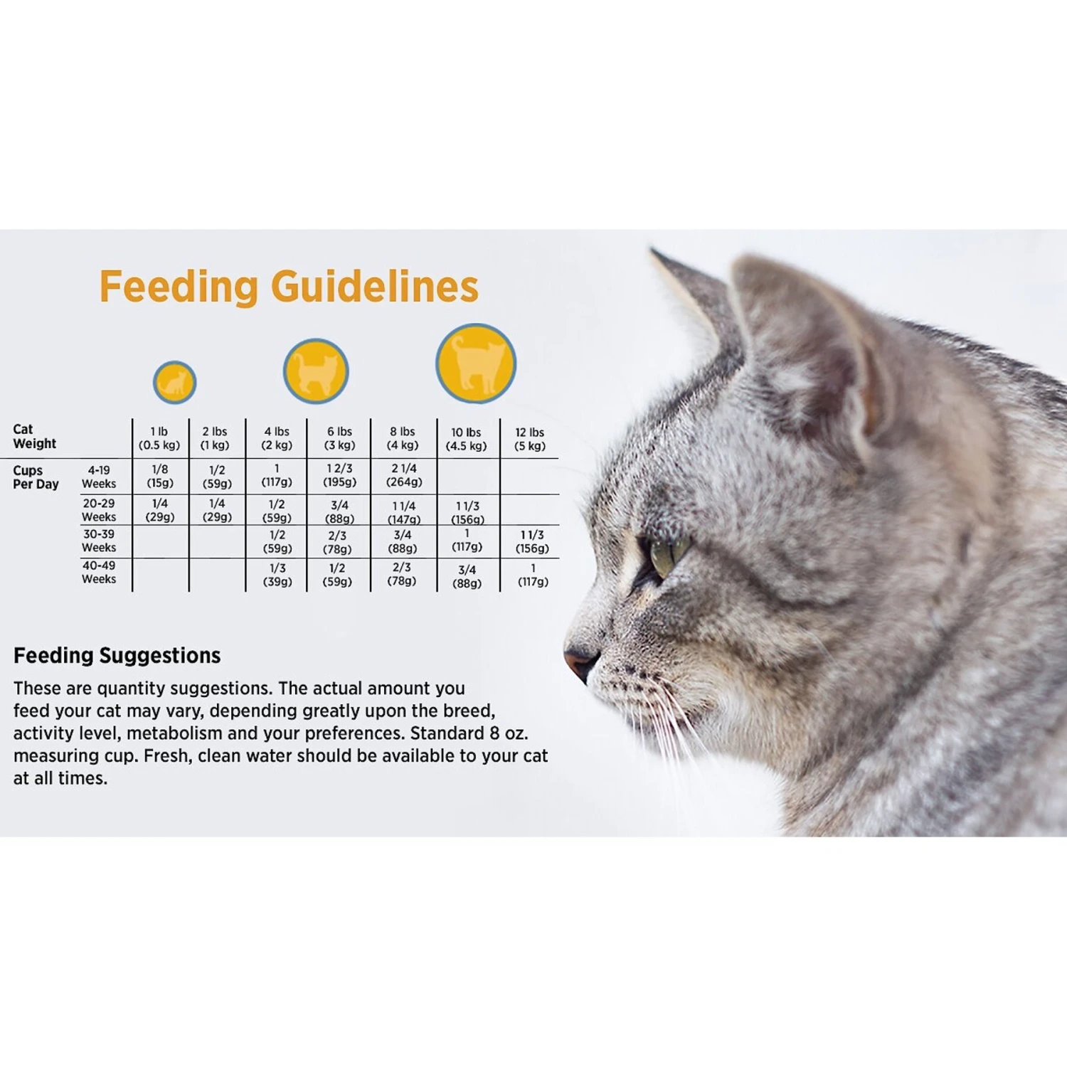 Blackwood Chicken Meal & Rice Recipe Kitten Formula Dry Cat Food 7 Blackwood Chicken Meal & Rice Recipe Kitten Formula Dry Cat Food - Image 5