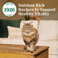 Nutro Wholesome Essentials Adult Salmon & Brown Rice Recipe Dry Cat Food -PurePet Bites Shop 86818 PT6. AC SS1800 V1702666124