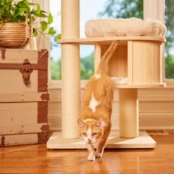 Nutro Perfect Portions Grain-Free Salmon & Tuna Pate Recipe Adult Wet Cat Food Trays -PurePet Bites Shop 87484 PT8. AC SS1800 V1702678737