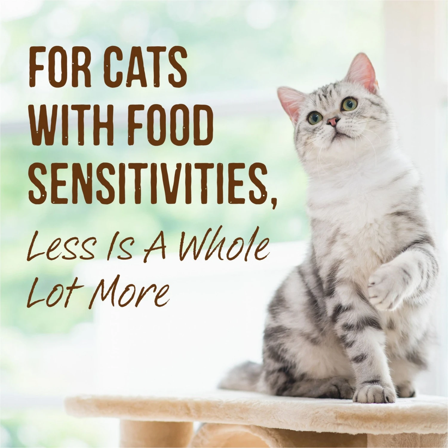 Merrick Limited Ingredient Diet Grain-Free Real Turkey Pate Recipe Canned Cat Food 9 Merrick Limited Ingredient Diet Grain-Free Real Turkey Pate Recipe Canned Cat Food - Image 7